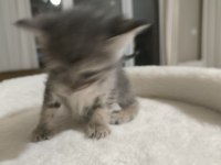 Yavru Tekir Kedilerimiz