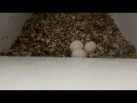 Satılık 2 Takım Çift Kırmızı Kuyruk Jako Papağanı