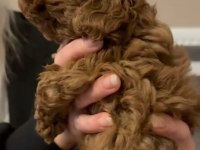 Kore Poodle Yavrular Sağlık Garantili