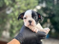 Aa+ Kalite French Bulldog