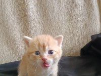 Yuvaya Değil, Bir Kalbe Misafir Olacak Golden Erkek British Yavru Rezervasyona Açıldı