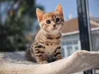 Safkan Wcf Şecereli Gold-Brown Bengal Henüz İki Aylik