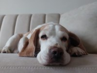 3 yaşında dişi kısırlaştırılmış beagle