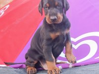 Üst düzey a şecereli doberman yavruları