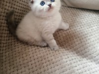 Scottish Fold Lynx Point Top Kafa