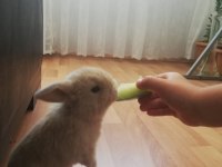 Mini Lop Orjinal Safkan Tavşan