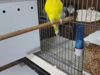 Jumbo Muhabbet Kuşu