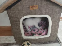 Kar Beyazı Chihuahua Yavrumuz Yuva Arıyor