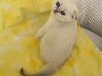 Safkan Scottish Fold Silver Point Ns1133 Mavi Göz