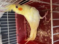 Yavru sultan papağanları