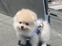 Ayı Surat Pomeranian Boo Yavrular