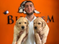 Golden retriever severler ıçin minik kalpler