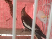 Sevimli Sultan Papağanı Yavrular