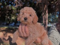 Fci Kif Şecereli Büyük Rusya Şampiyonu Baba Ve Tr Ch Anneden Poodle Yavruları