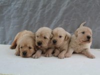 Bebek suratlı golden retriever yavrular