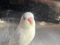 3 Aylık Erkek Muhabbet Kuşu