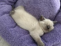 2 Aylık British Shorthair Yavrular