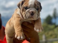 İngiliz bulldog yavru köpekler