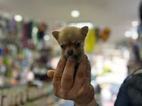 Teacup Bardak Boy Chihuahua Erkek Ve Dişi Yavrular