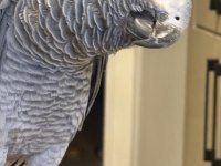 Evcil Jako Papağanı