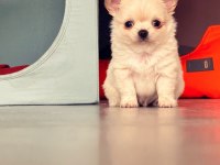 Sevimli Ve Eğitimli Chihuahua Yavrular