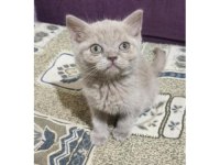 British Shorthair Kediler