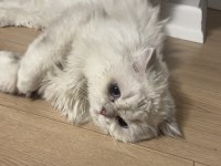 Oyuncu British Longhair Yavrumuz Cakır