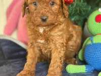 16 yıllık işletmeden saf kan garantili poodle yavruları