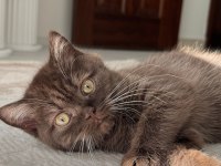 Chocolate British Shorthair