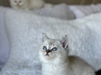 British shorthair blue point yavrum