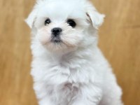 Dünya Tatlısı Maltese Yavruları