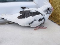 35 Günlük Sultan Papağanlarım Sahiplerine Bekliyor