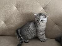 Safkan British Shorthair Ve Scottish Straight Yavrular