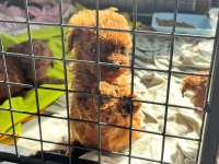 Kore Red-Brown Toy Poodle Yavrularımız