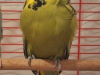 Show Jumbo Muhabbet Kuşu