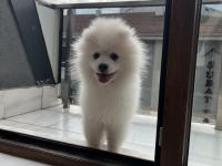 4 Aylık Erkek Pomeranian