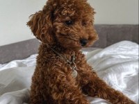 Muazzam Poodle Yani Daha Ne Denir Ki