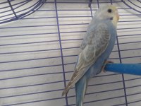 Rainbow Yavru Ve Anaç Muhabbet Kuşu