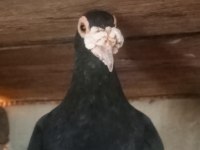 Sivas Keşlisi Güvercinler