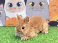 Cüce Tavşan Yavruları Gönderim Yapılır