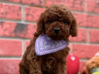 Safkan toy poodle cinsi yavrular