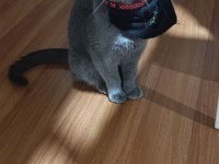 British shorthair kedimi sahiplendirmek istiyorum