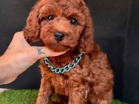 Safkan Toy Poodle Yavrularımız