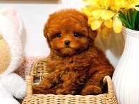 Toy Poodle Yavrularım (Ücretsiz Değildir)