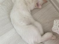 British Red Point Erkek Nadir Doğan Kedimiz