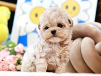 Birbirinden Güzel Toy Poodle Yavrularım