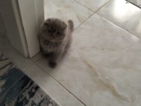 Scottish Fold Lilac Erkek