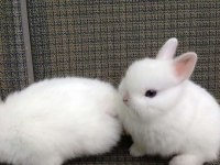 Sevimli Cüce Tavşan Yavru