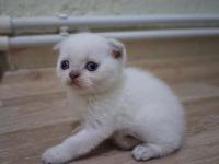Oyuncu Scottish Fold Bebişler
