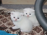 Safkan Beyaz Scottish Fold Yavrularımız